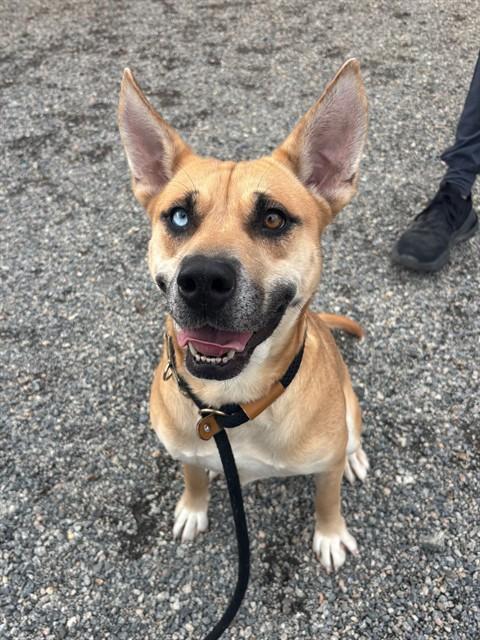 JINKIES, Adoptable, Adult Female Australian Shepherd & Mixed Breed.