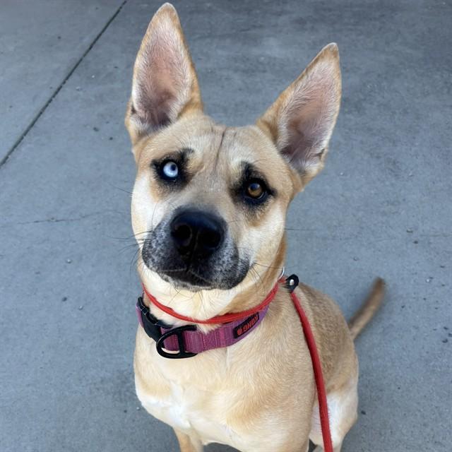 Enlarge JINKIES, a Adoptable mixed breed in Lincolnton, NC image 1/1