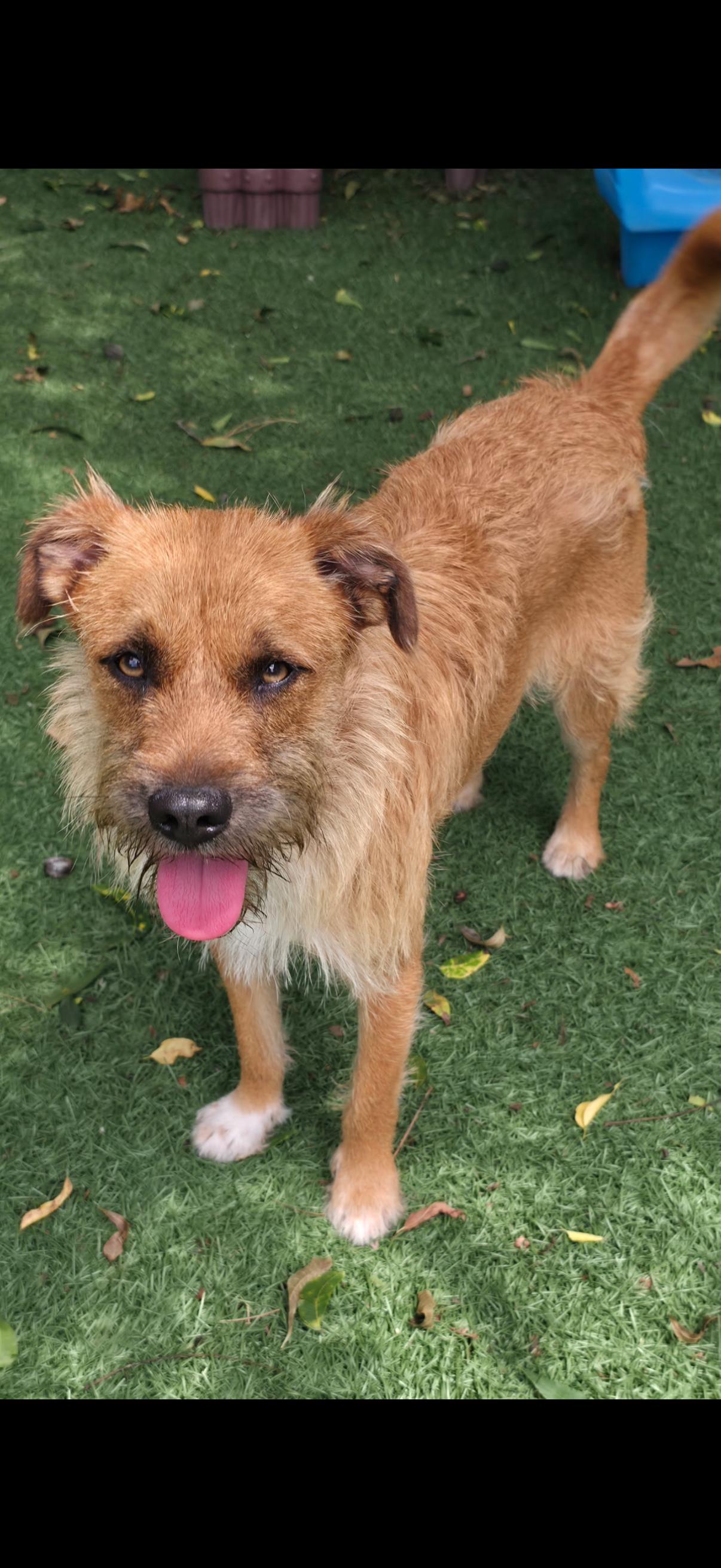 Enlarge Dexter, a Adoptable Terrier in Texarkana, TX image 1/2
