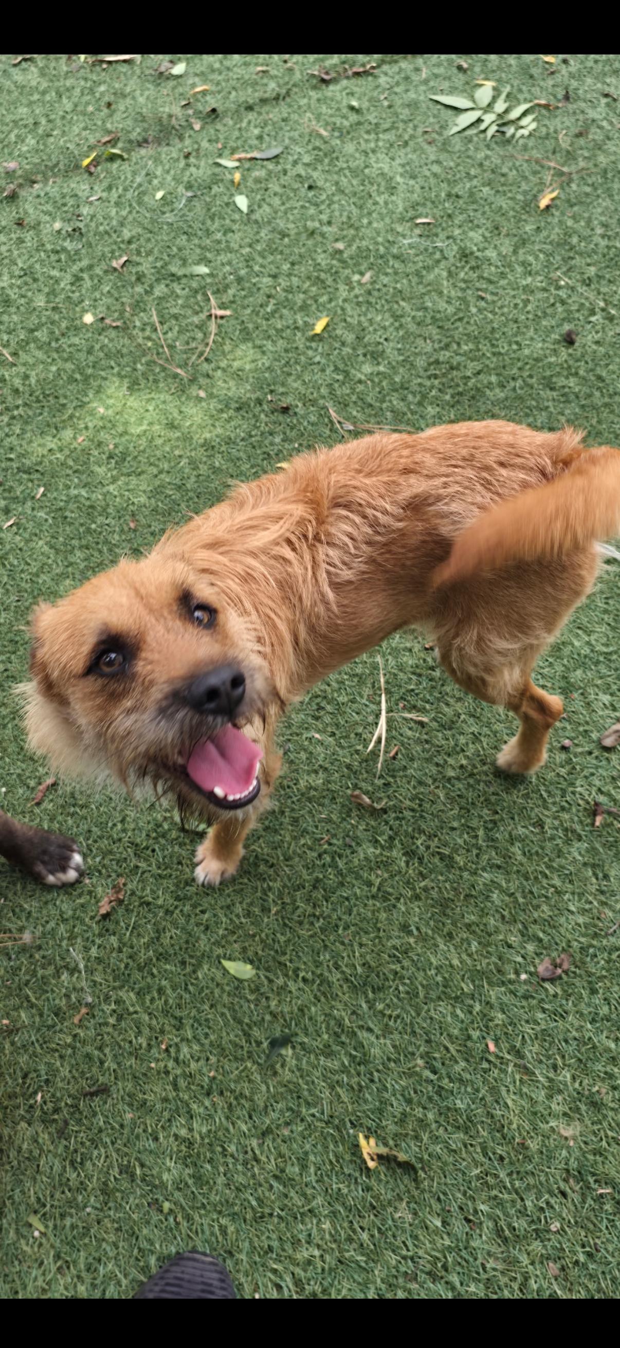 Enlarge Dexter, a Adoptable Terrier in Texarkana, TX image 2/2
