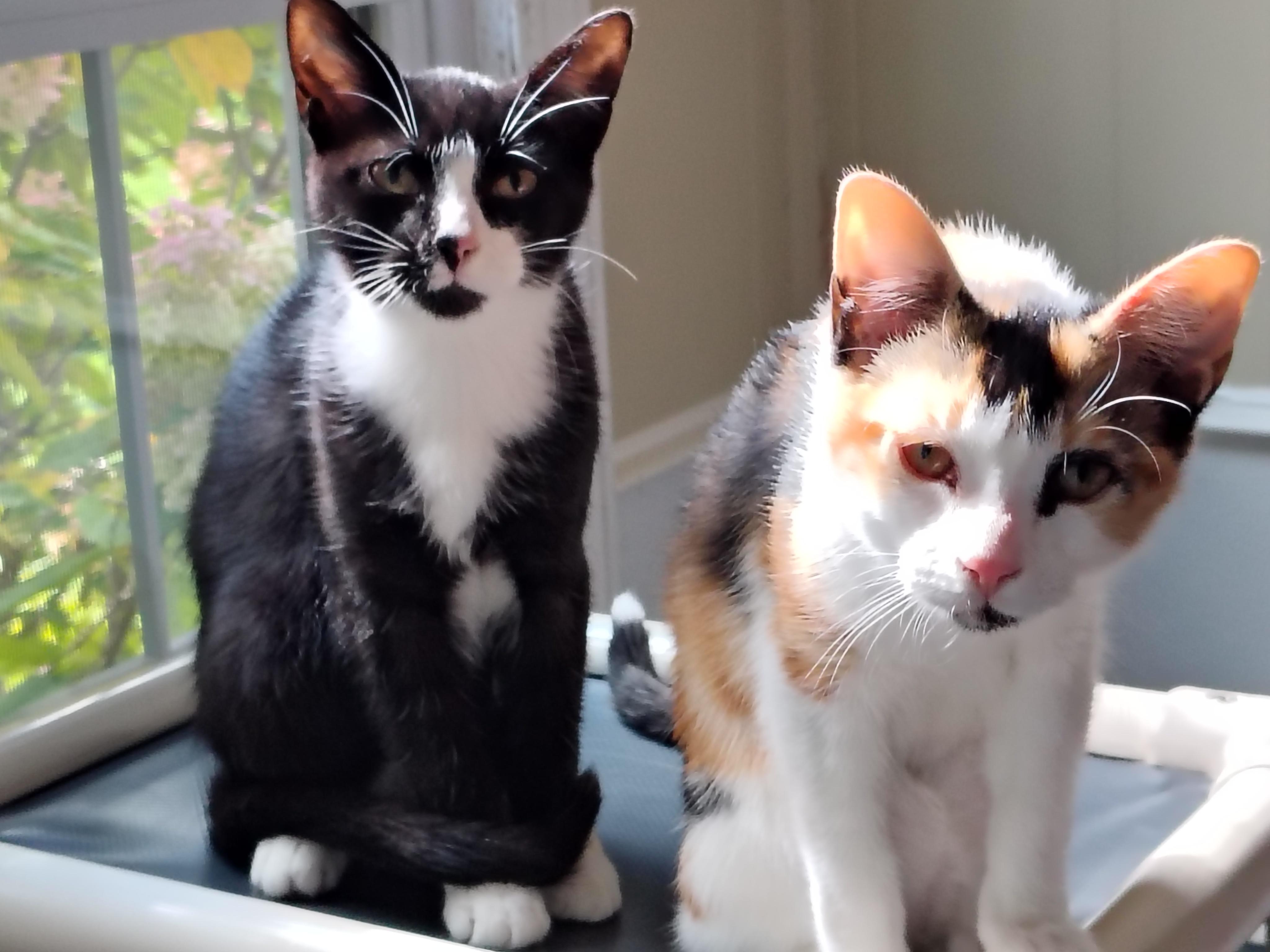 Enlarge Jet & Coco, a Adoptable mixed breed in Montour Falls, NY image 2/5