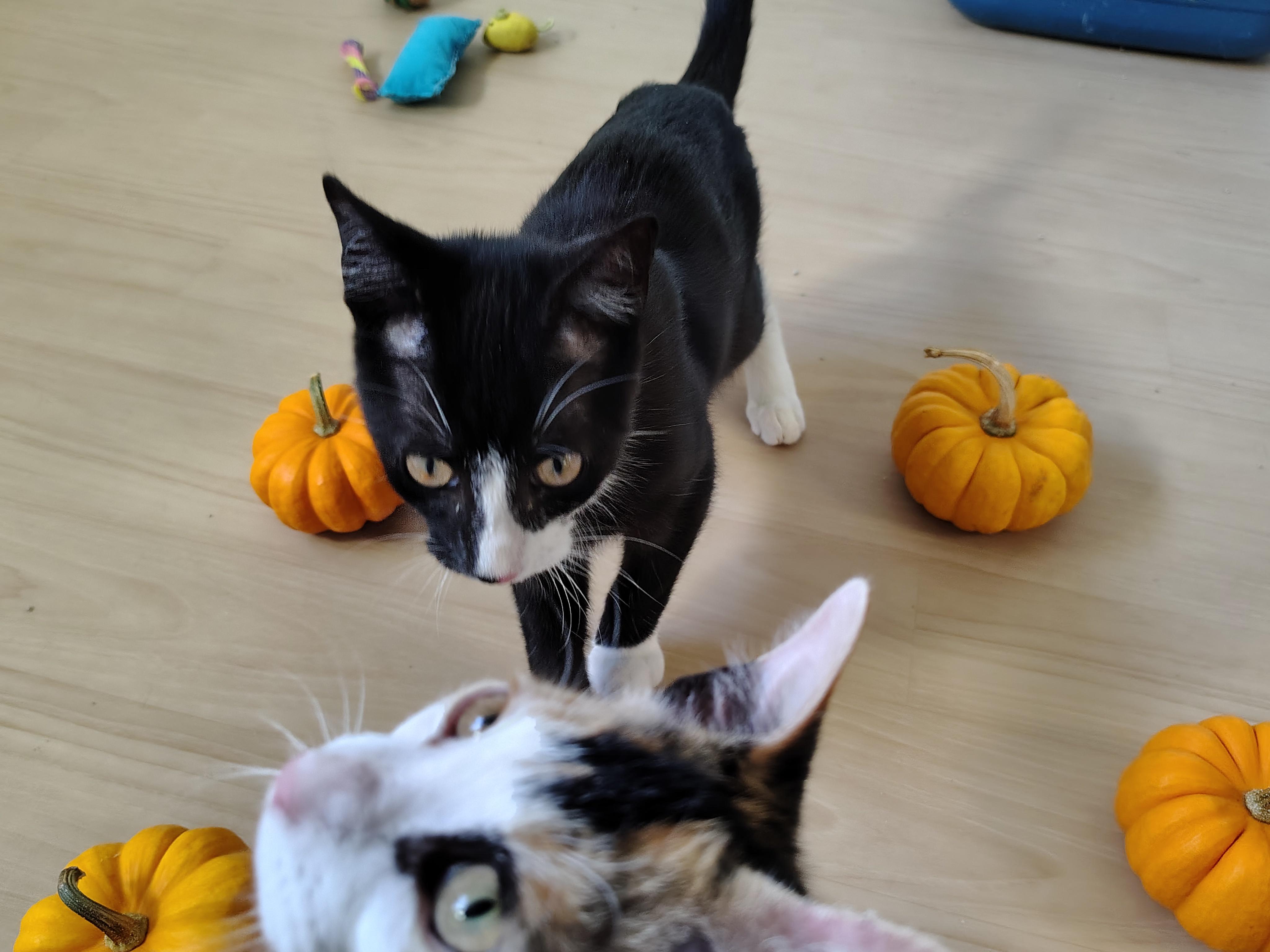 Enlarge Jet & Coco, a Adoptable mixed breed in Montour Falls, NY image 5/5