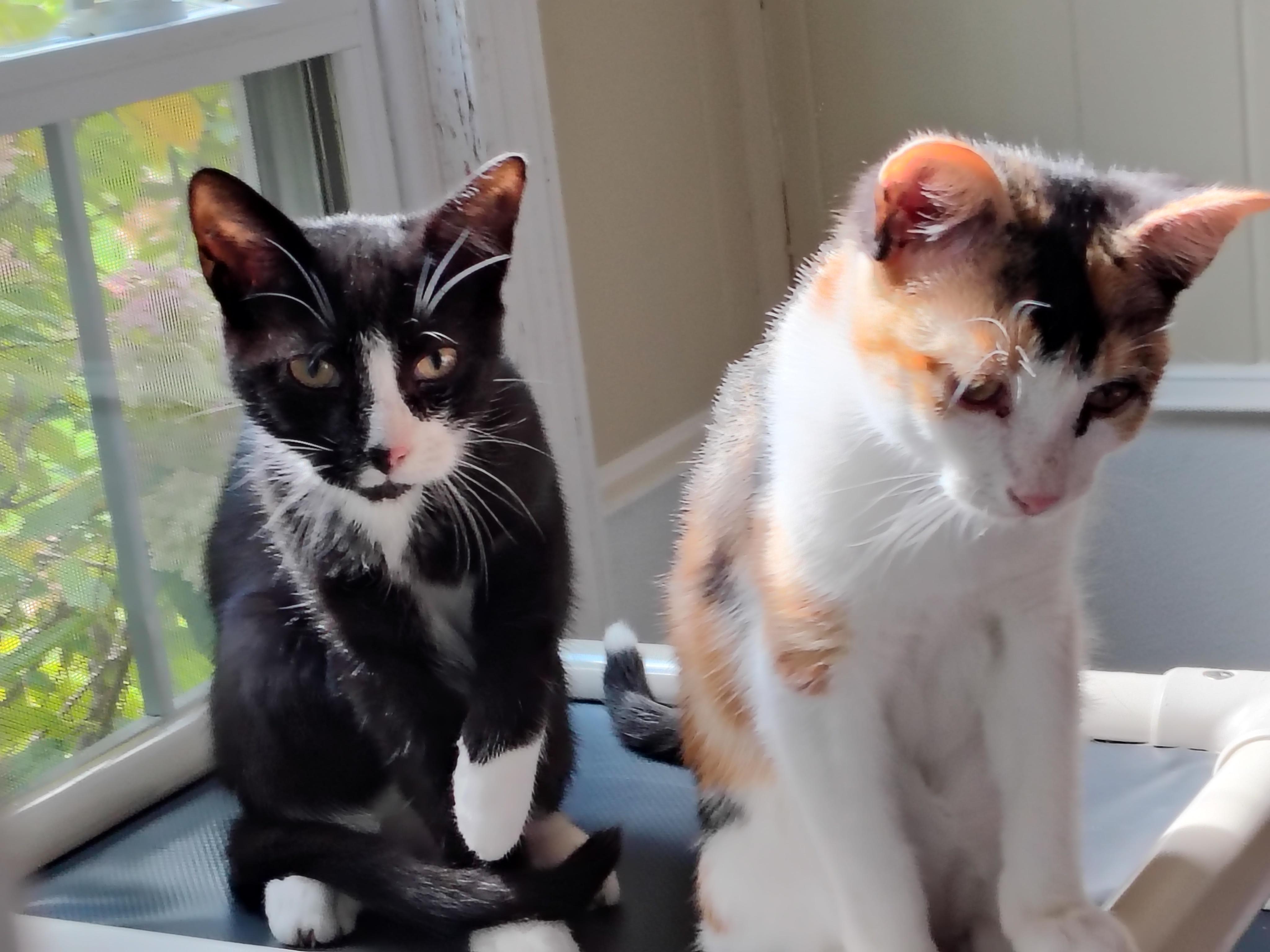 Enlarge Jet & Coco, a Adoptable mixed breed in Montour Falls, NY image 4/5