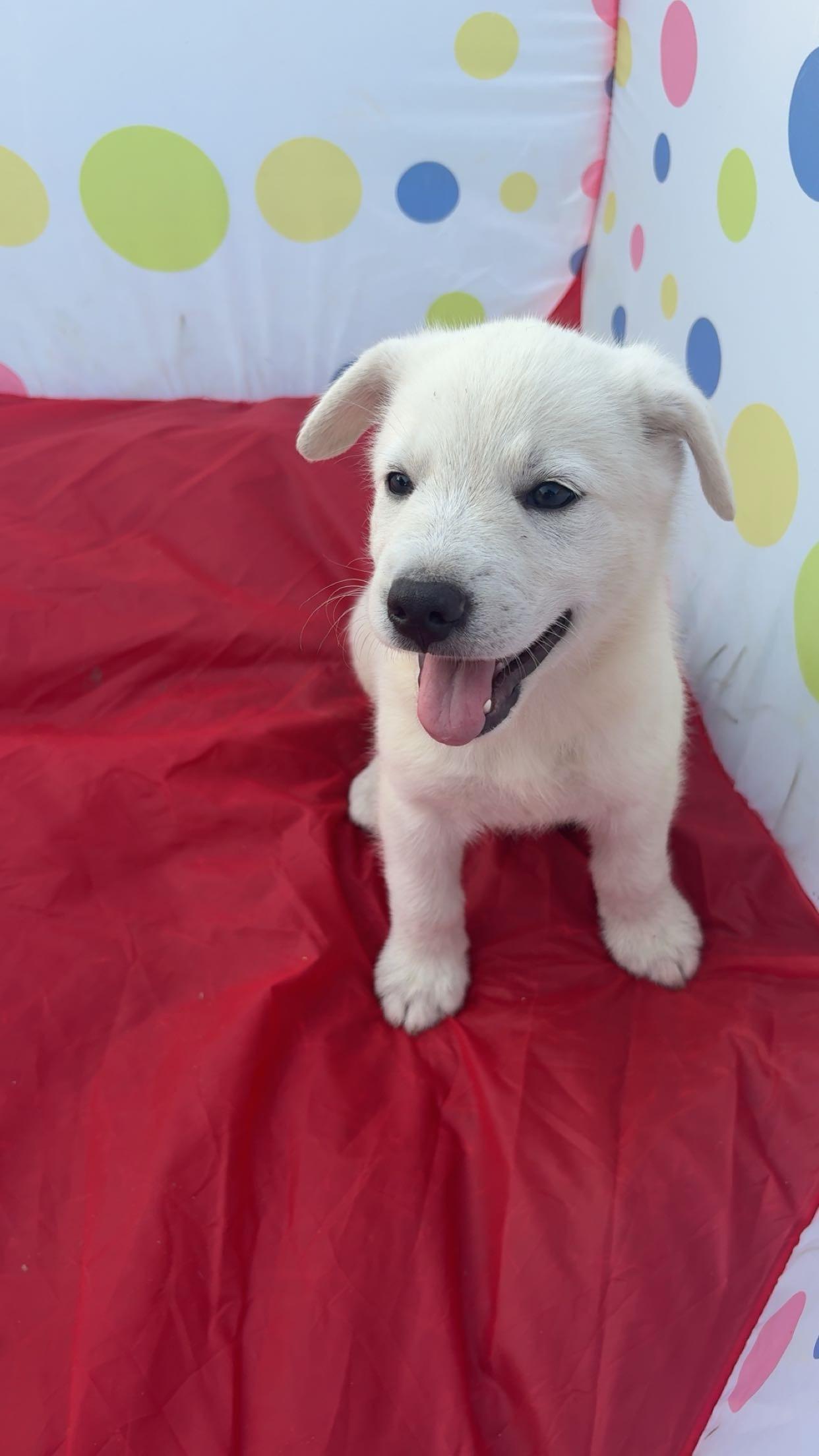Enlarge Mira, a Adopted mixed breed in Rome, GA image 2/2