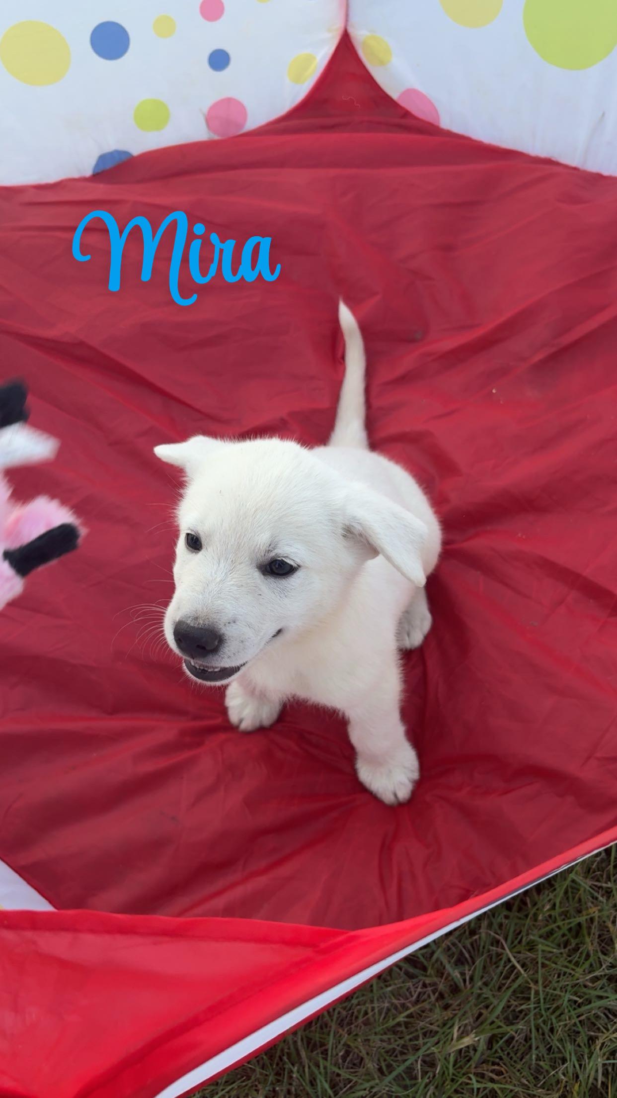 Mira, Adopted, Puppy Female German Shepherd Dog & Great Pyrenees.