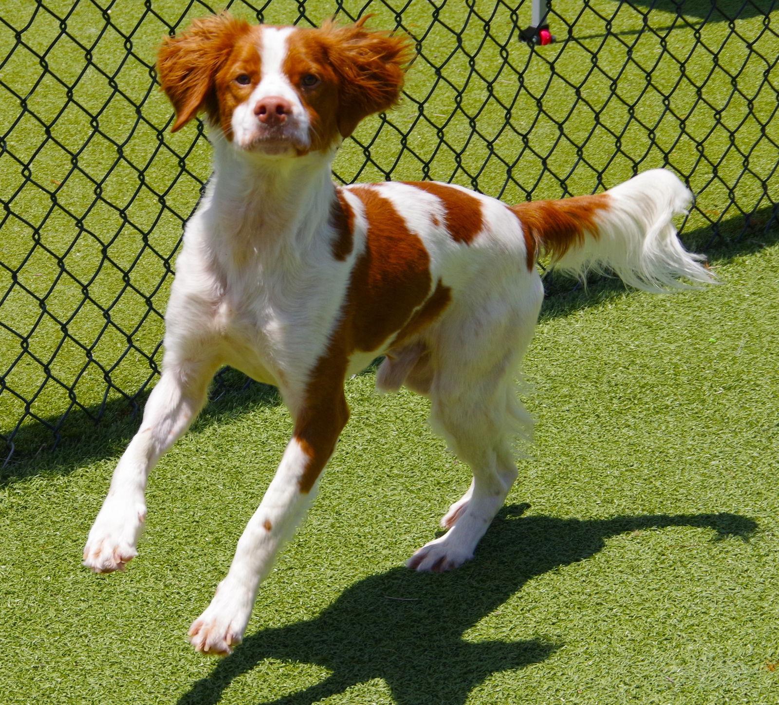 OK/Monty, Adopted, Young Male Brittany Spaniel.