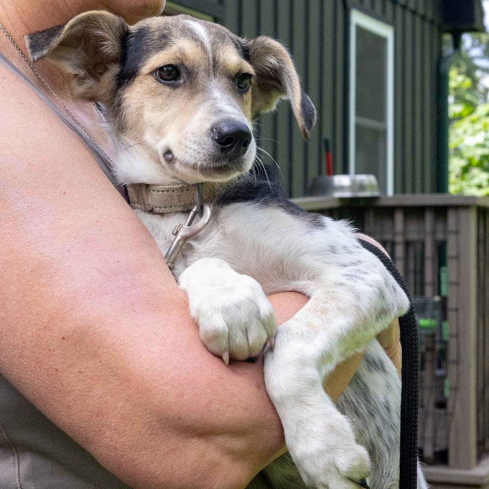 Enlarge Toby (Male), a Adoptable mixed breed in West Grove, PA image 2/6