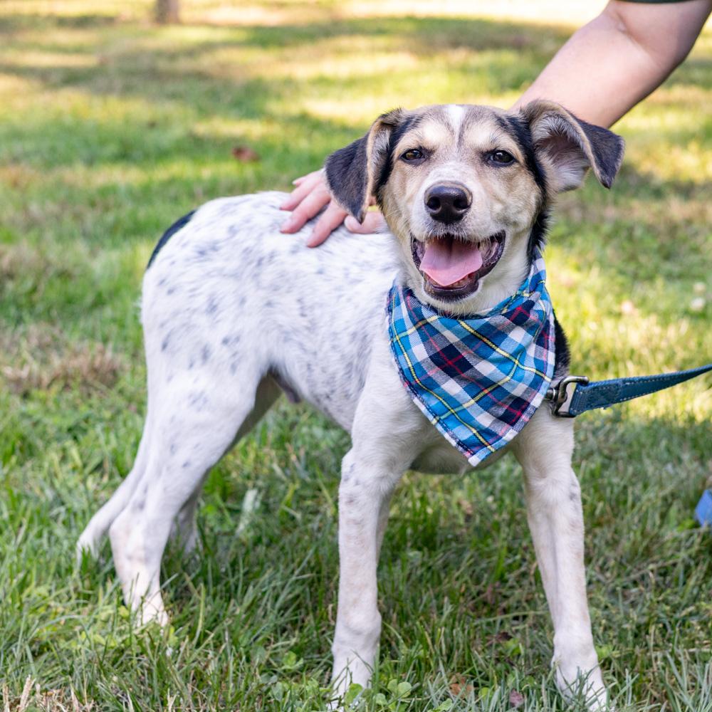 Enlarge Levi (Male), a Adoptable mixed breed in West Grove, PA image 1/6
