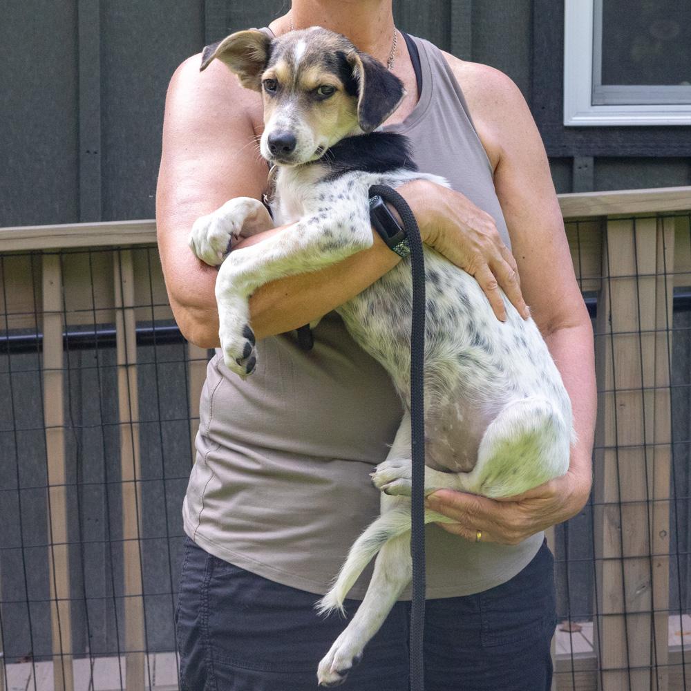 Enlarge Toby (Male), a Adoptable mixed breed in West Grove, PA image 6/6