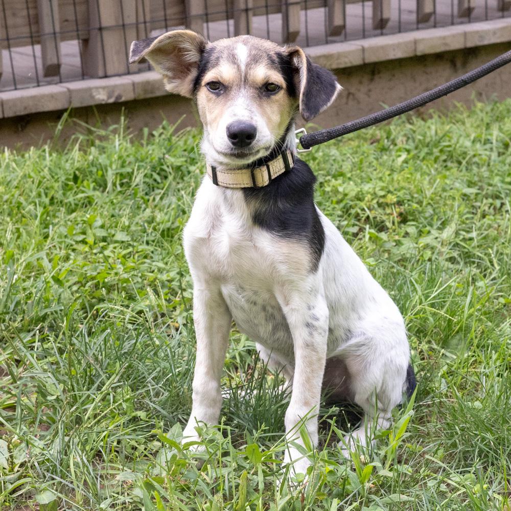 Enlarge Toby (Male), a Adoptable mixed breed in West Grove, PA image 3/6