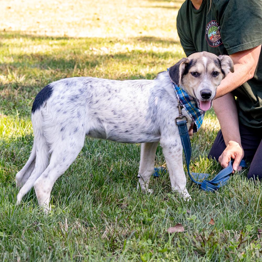 Enlarge Levi (Male), a Adoptable mixed breed in West Grove, PA image 5/6