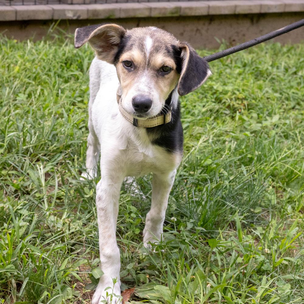Enlarge Toby (Male), a Adoptable mixed breed in West Grove, PA image 5/6