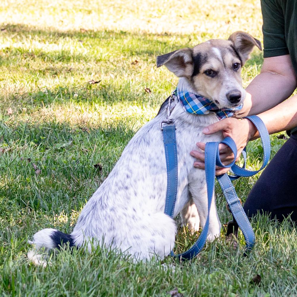Enlarge Levi (Male), a Adoptable mixed breed in West Grove, PA image 3/6