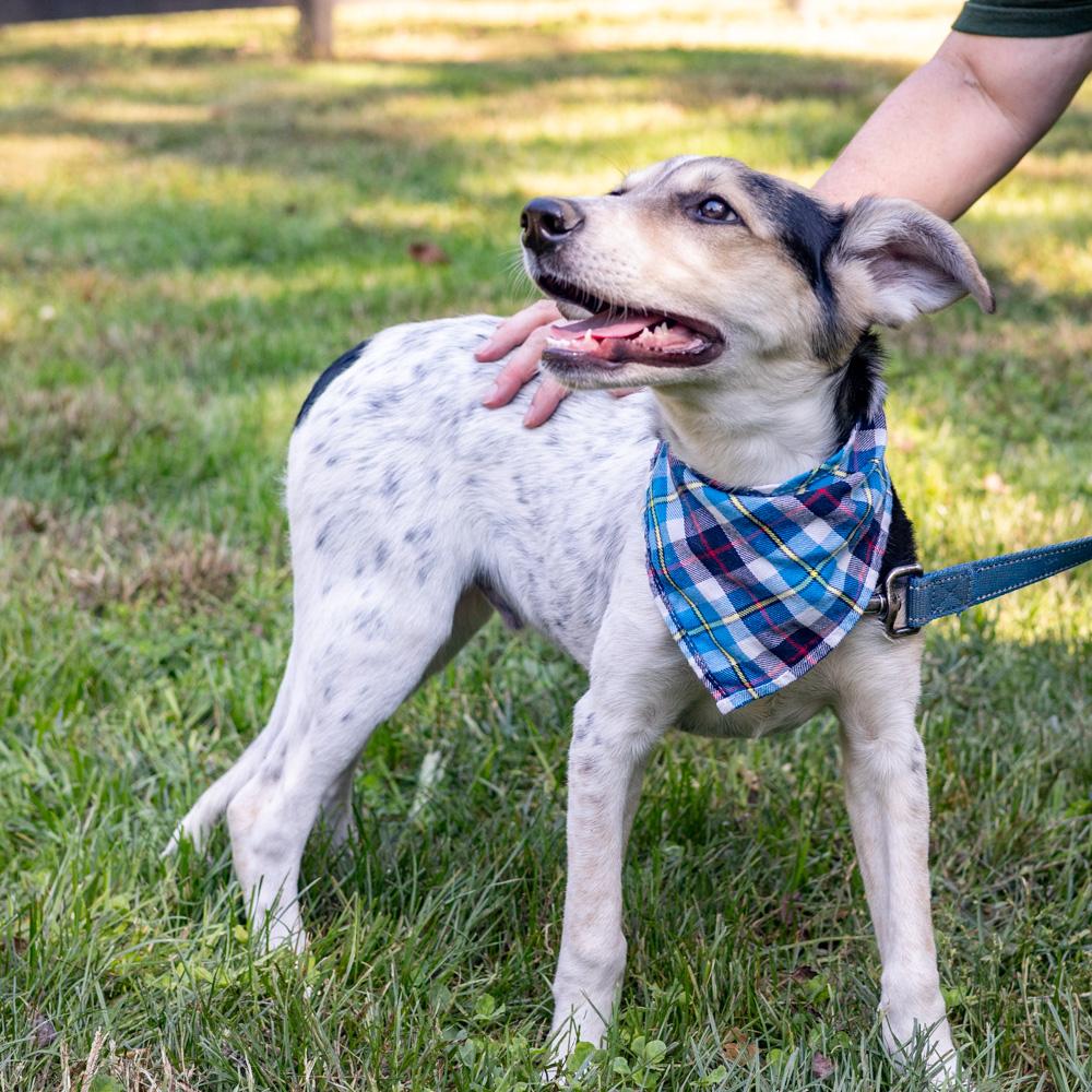 Enlarge Levi (Male), a Adoptable mixed breed in West Grove, PA image 4/6