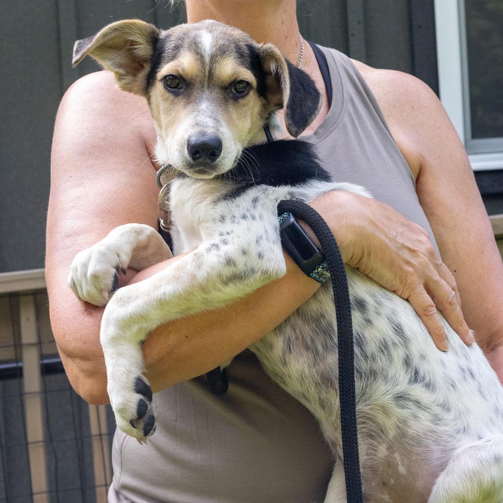 Enlarge Toby (Male), a Adoptable mixed breed in West Grove, PA image 4/6