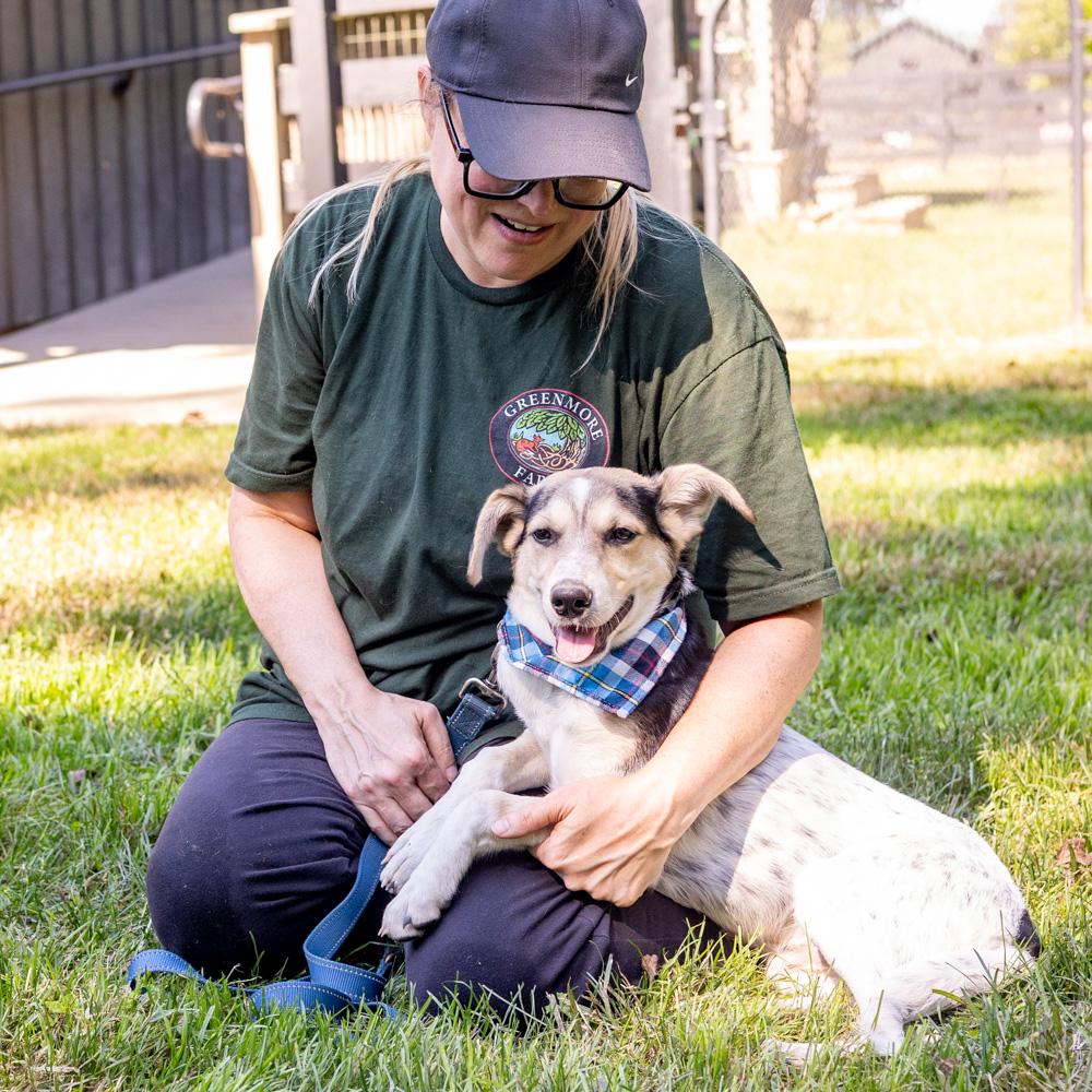 Enlarge Levi (Male), a Adoptable mixed breed in West Grove, PA image 2/6