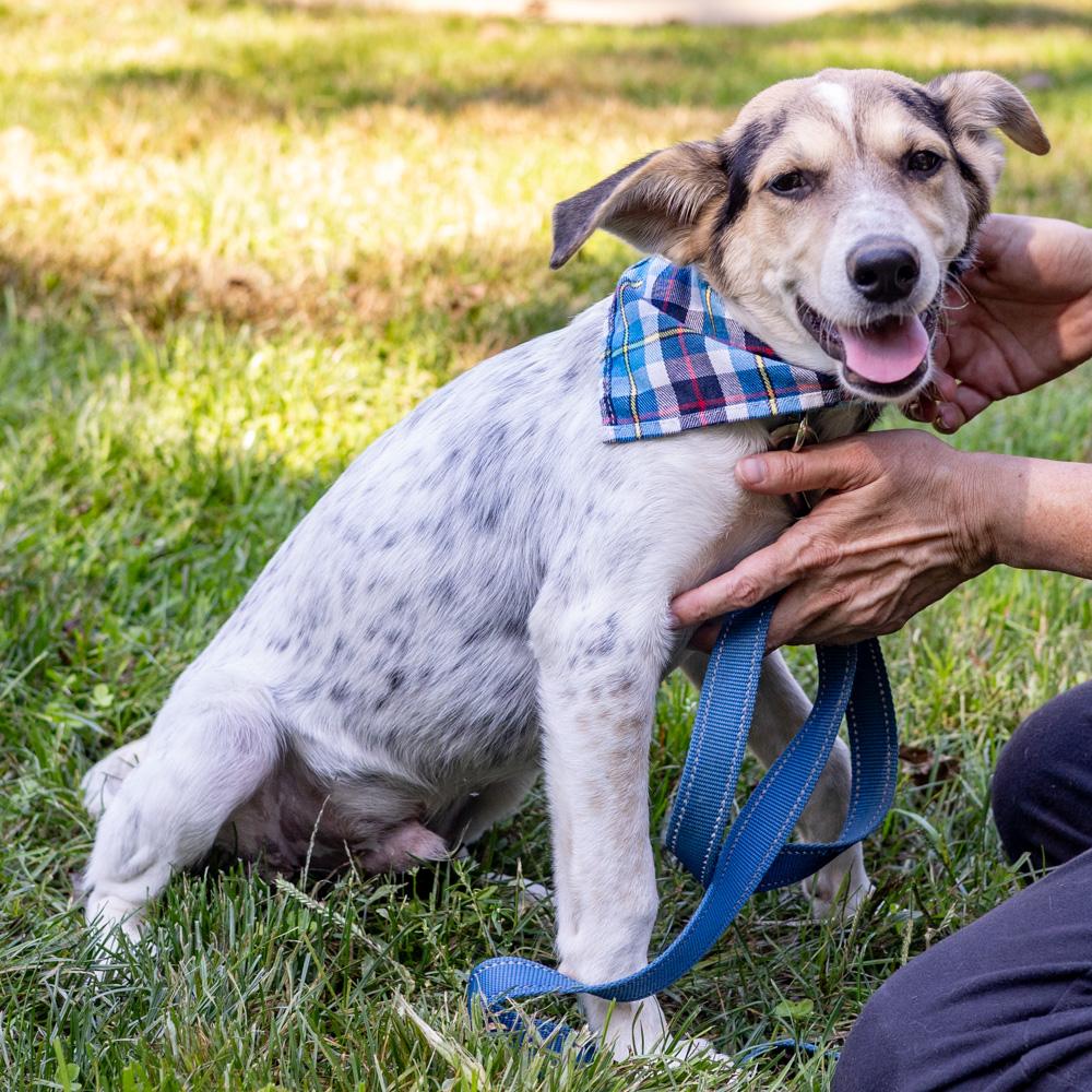 Enlarge Levi (Male), a Adoptable mixed breed in West Grove, PA image 6/6