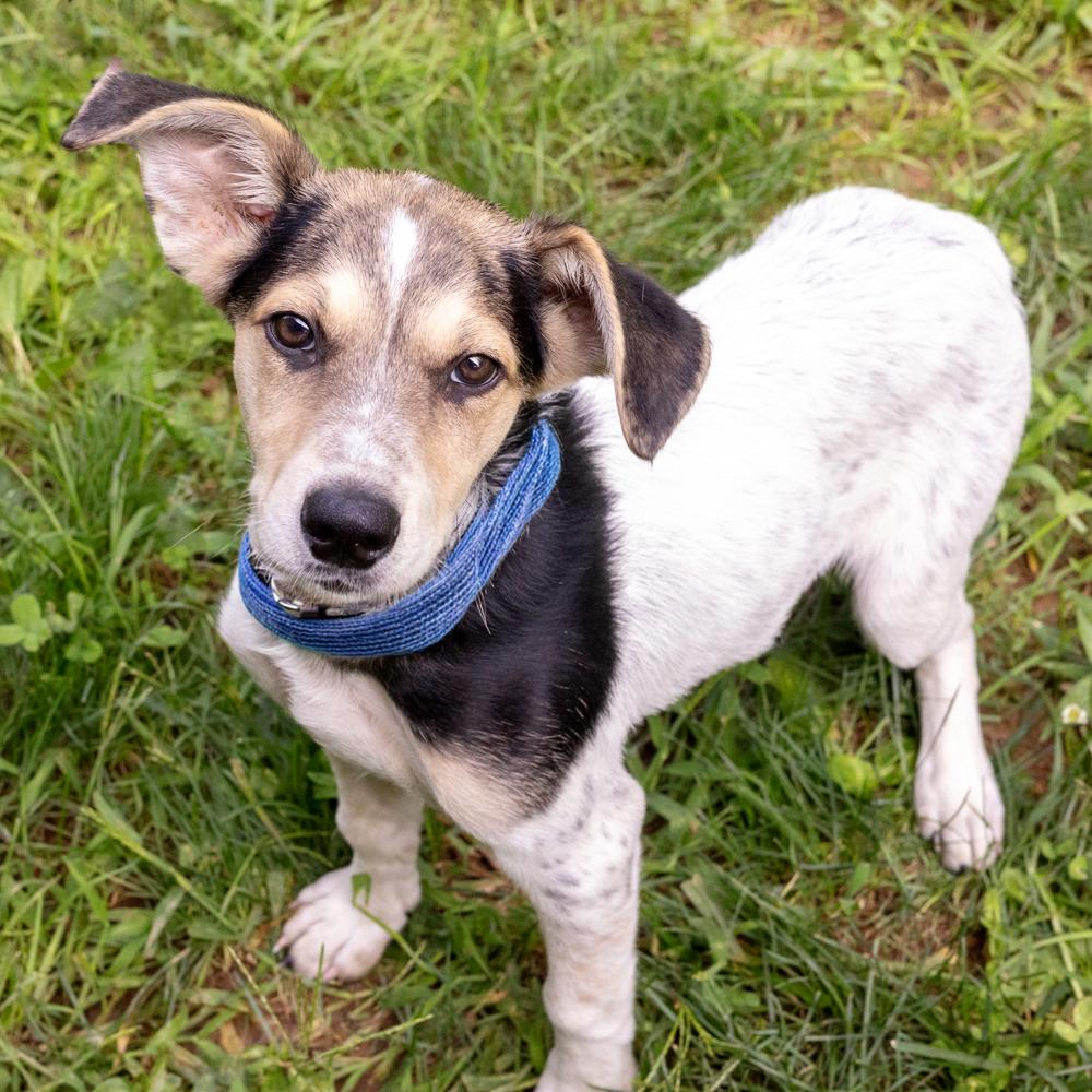 Enlarge Toby (Male), a Adoptable mixed breed in West Grove, PA image 1/6