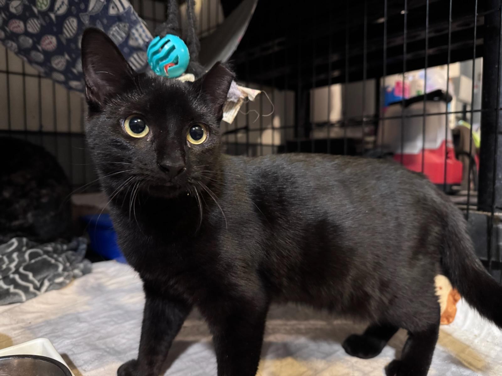 Enlarge Eve, a Adopted Domestic Short Hair in Newburgh, NY image 2/4