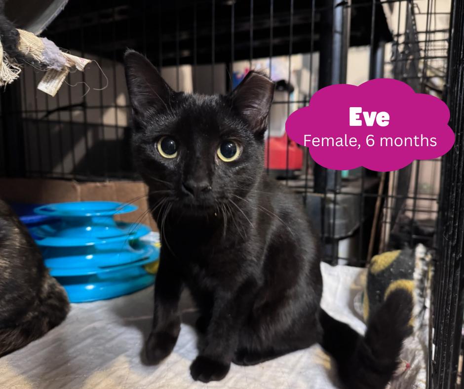 Eve, Adopted, Young Female Domestic Short Hair.