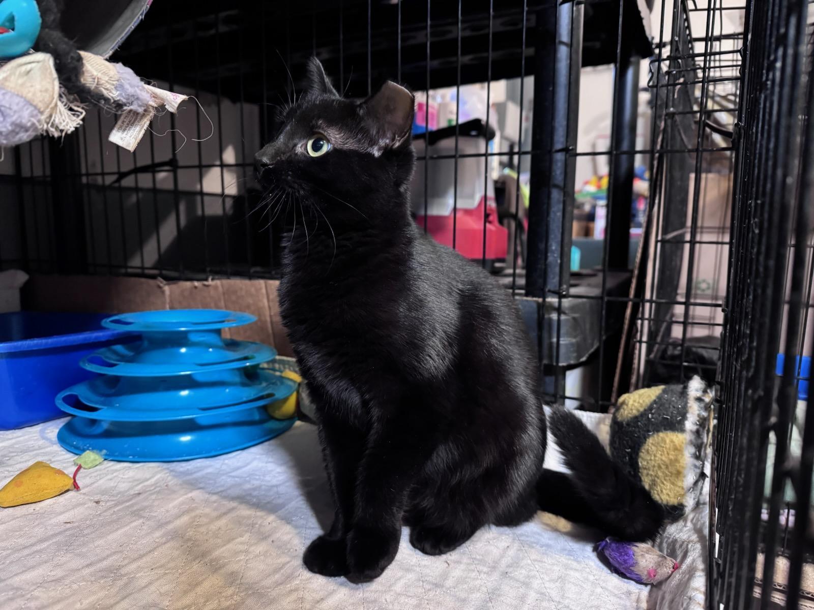 Enlarge Eve, a Adopted Domestic Short Hair in Newburgh, NY image 4/4