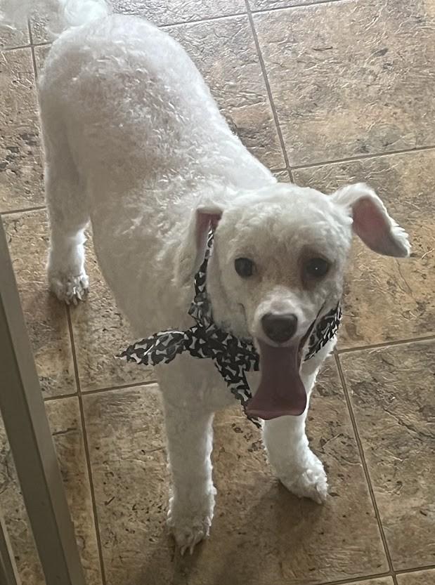 Demi, an adopted Miniature Poodle in Carthage, IL image 4/4