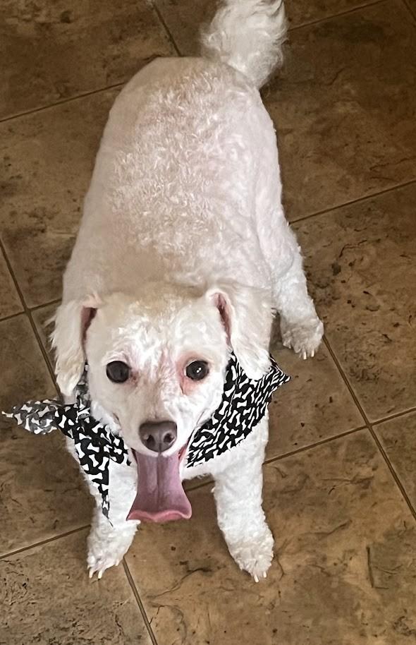 Demi, an adopted Miniature Poodle in Carthage, IL image 2/4