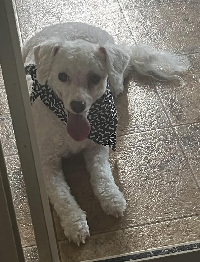 Demi, an adopted Miniature Poodle in Carthage, IL image 3/4