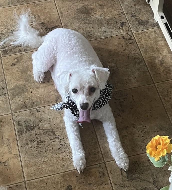 Demi, an adopted Miniature Poodle in Carthage, IL image 1/4
