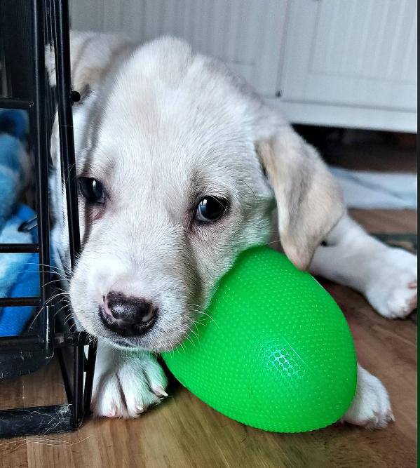 Merry Marshmellow, Adoptable, Puppy Female Labrador Retriever.