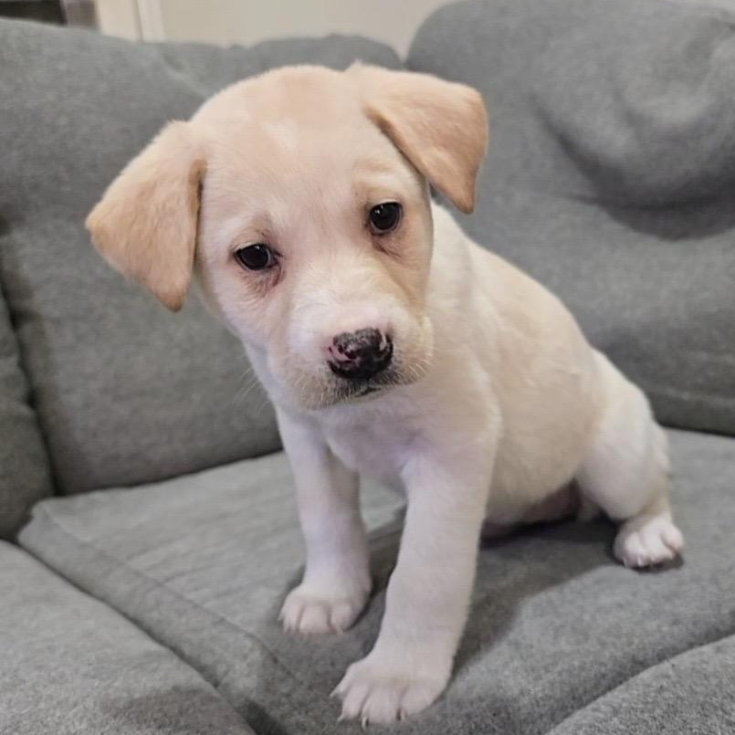 Enlarge Merry Marshmellow, a Adoptable mixed breed in Reston, VA image 3/4