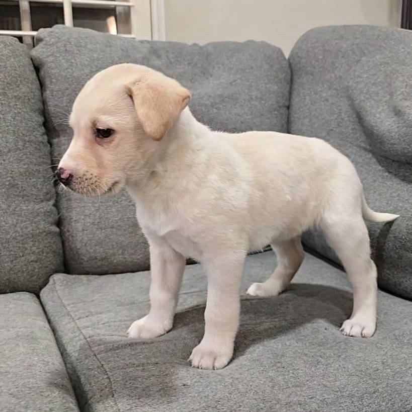 Enlarge Merry Marshmellow, a Adoptable mixed breed in Reston, VA image 4/4