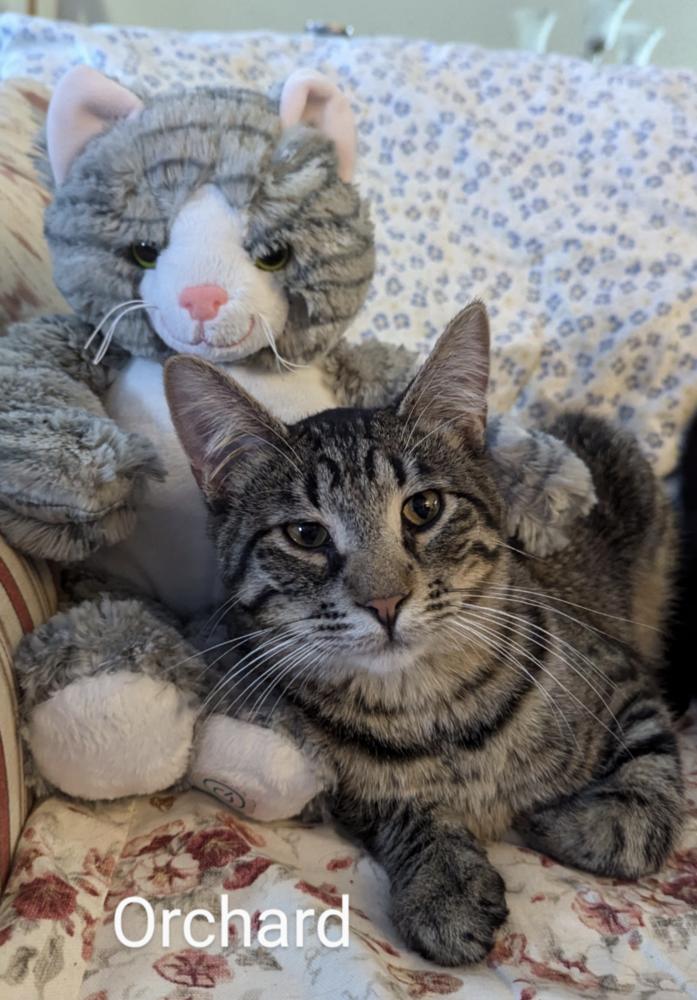 Orchard #14373DG, Adoptable, Adult Male Domestic Short Hair & Domestic Short Hair.