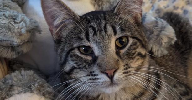 Enlarge Orchard #14373DG, a Adoptable mixed breed in O'Fallon, MO image 2/3