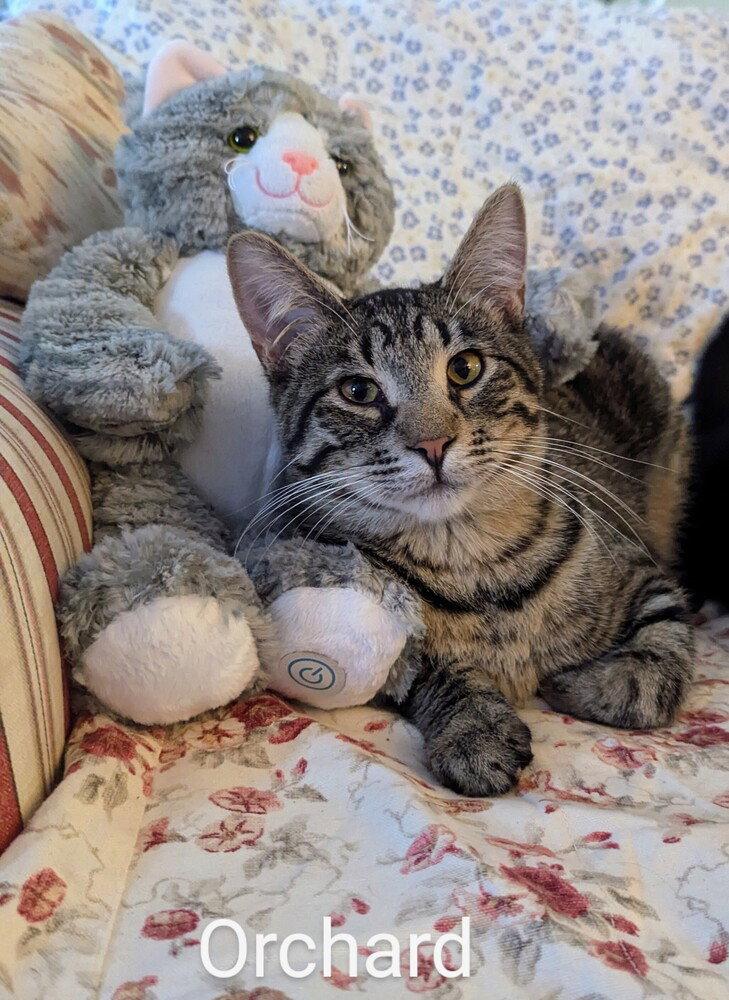 Enlarge Orchard #14373DG, a Adoptable mixed breed in O'Fallon, MO image 3/3