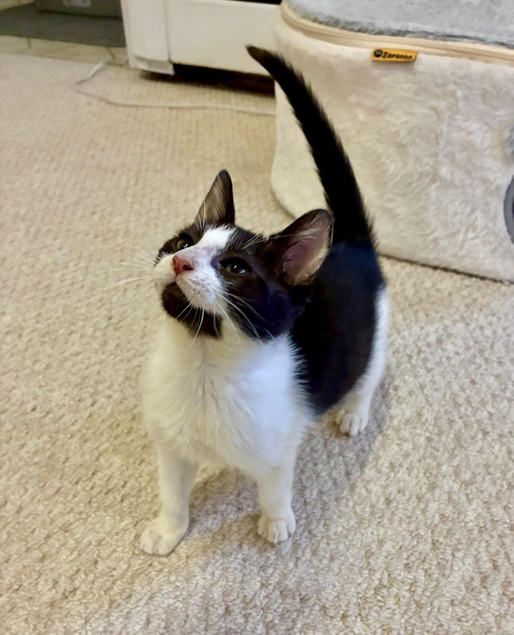 Oskar, a ADOPTABLE Domestic Short Hair in River Edge, NJ image 1/6