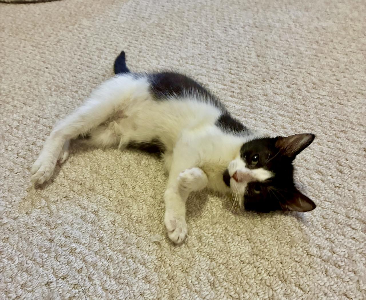 Oskar, a ADOPTABLE Domestic Short Hair in River Edge, NJ image 5/6