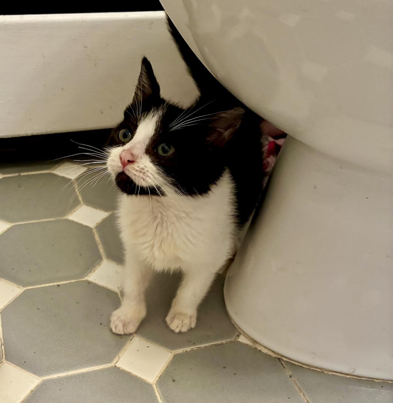 Oskar, a ADOPTABLE Domestic Short Hair in River Edge, NJ image 2/6