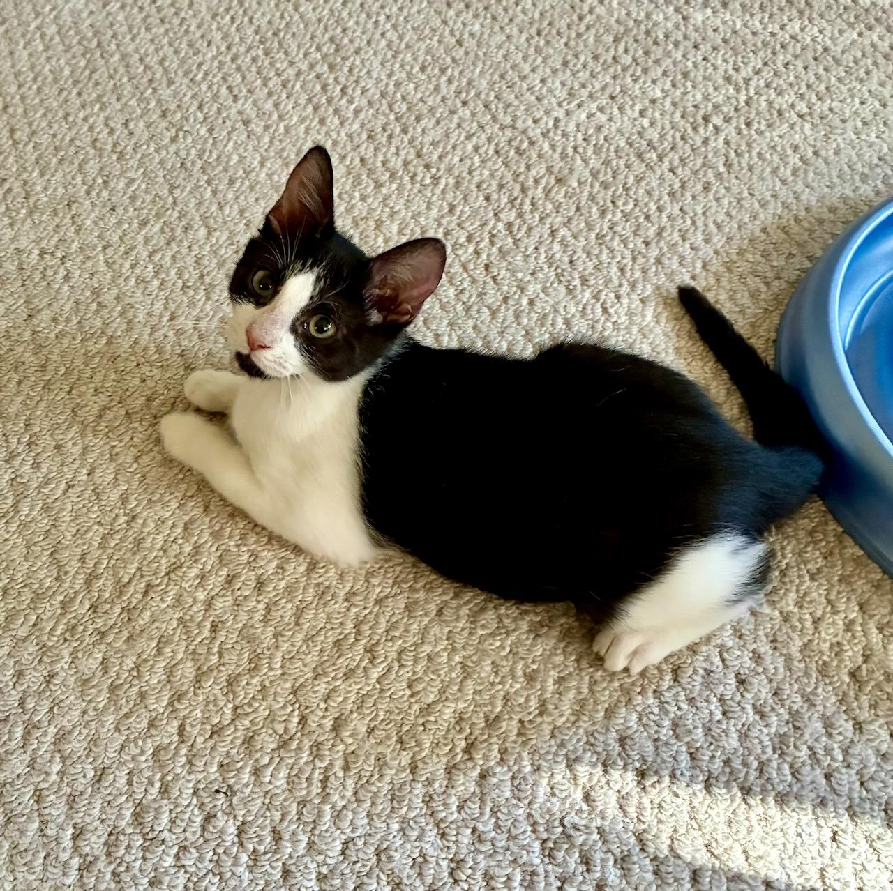Oskar, a ADOPTABLE Domestic Short Hair in River Edge, NJ image 5/5