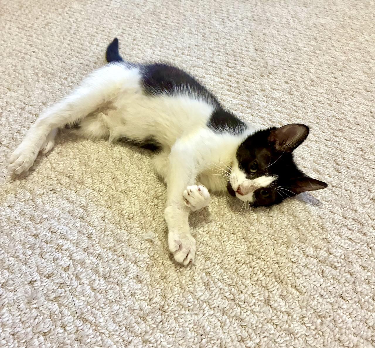 Oskar, a ADOPTABLE Domestic Short Hair in River Edge, NJ image 4/6