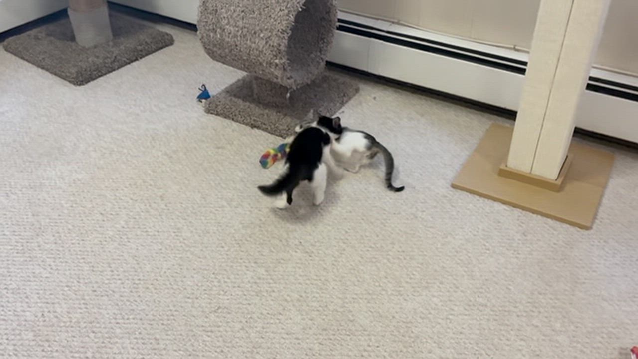 Enlarge Oskar, a ADOPTABLE Domestic Short Hair in River Edge, NJ video 6/6