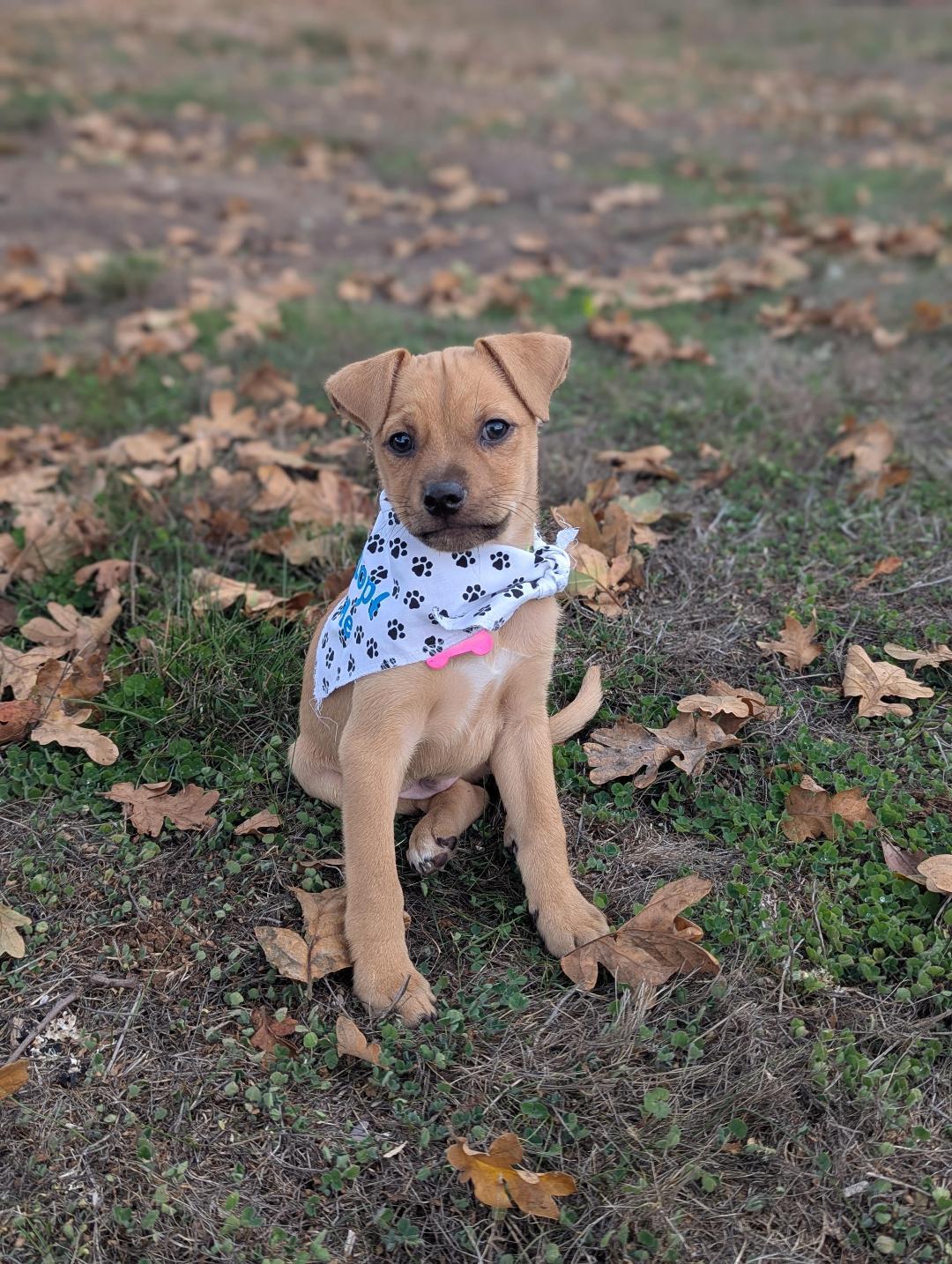 Enlarge Fidget, a Adoptable mixed breed in Amity, OR image 4/4