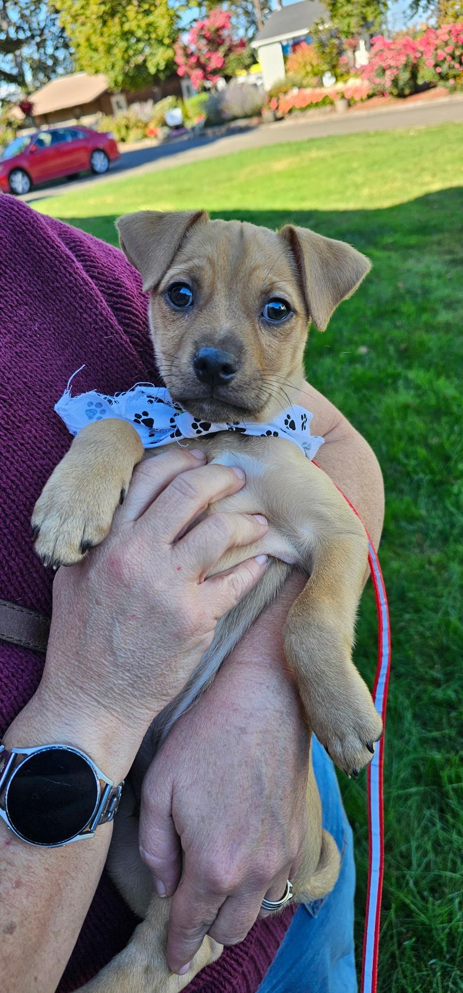 Enlarge Fidget, a Adoptable mixed breed in Amity, OR image 2/4