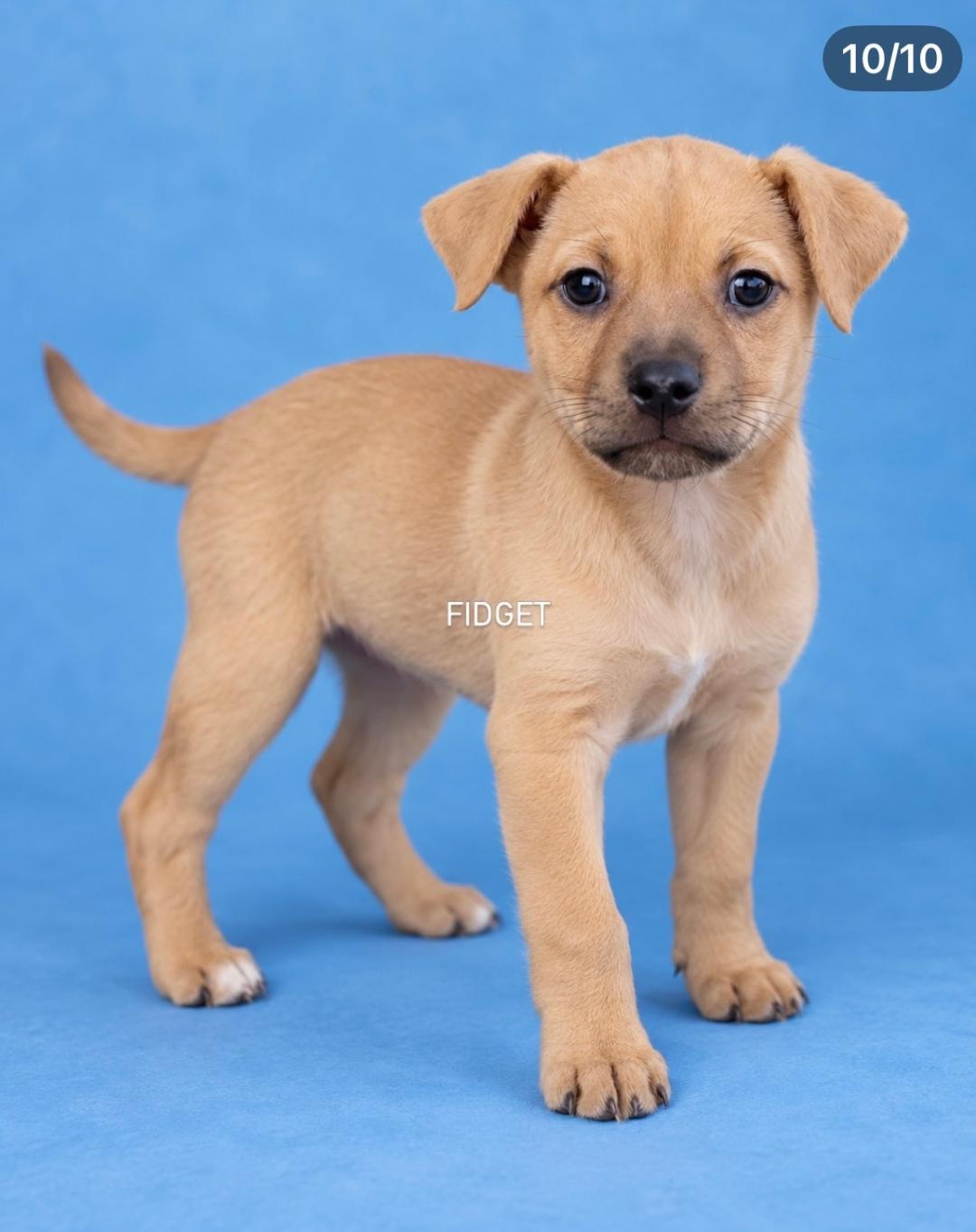 Enlarge Fidget, a Adoptable mixed breed in Amity, OR image 3/4