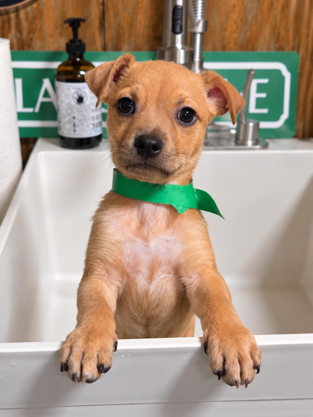 Enlarge Fidget, a Adoptable mixed breed in Amity, OR image 1/4
