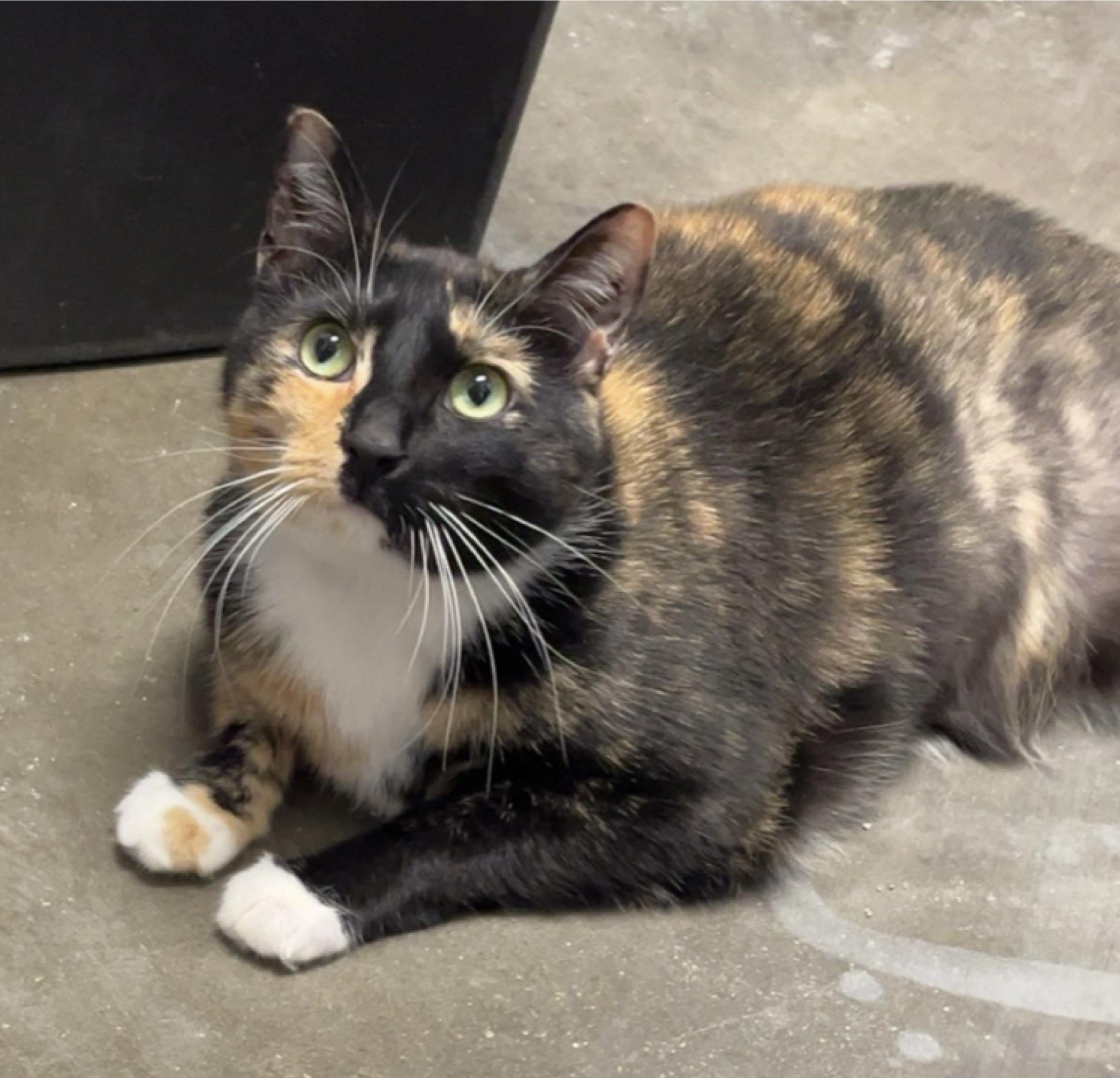 Enlarge Knaughtee, a ADOPTABLE Domestic Short Hair in Indianapolis, IN image 1/2