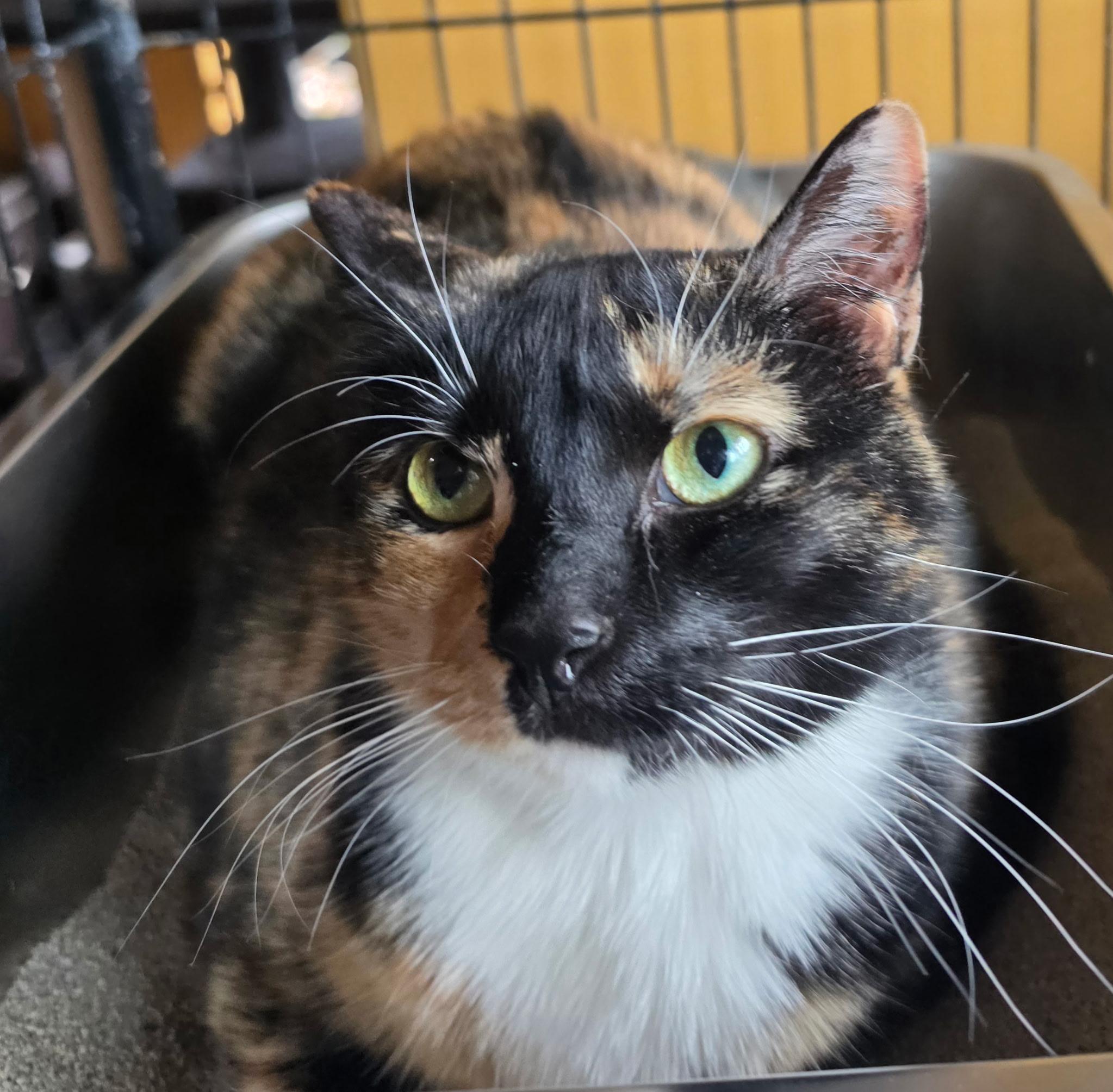 Enlarge Knaughtee, a ADOPTABLE Domestic Short Hair in Indianapolis, IN image 1/1