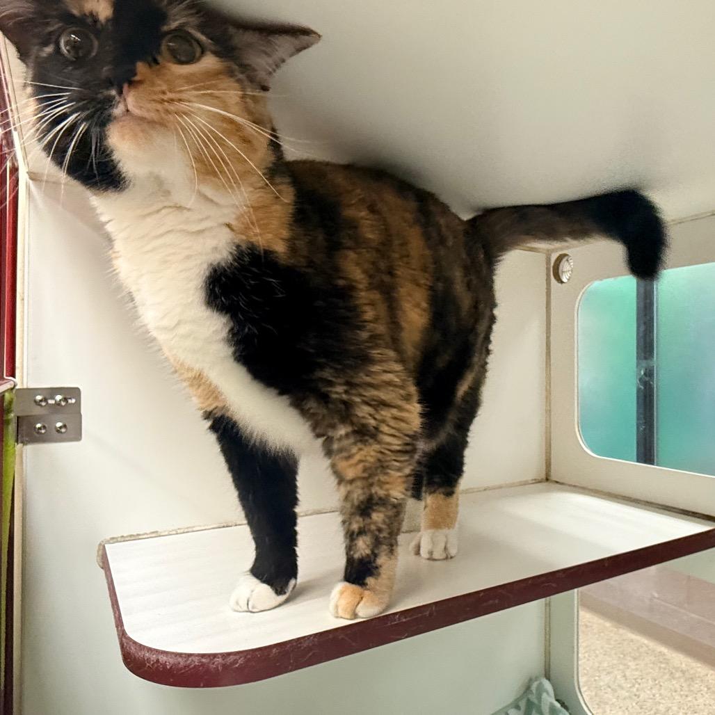 Clover, Adoptable, Adult Female Domestic Short Hair.