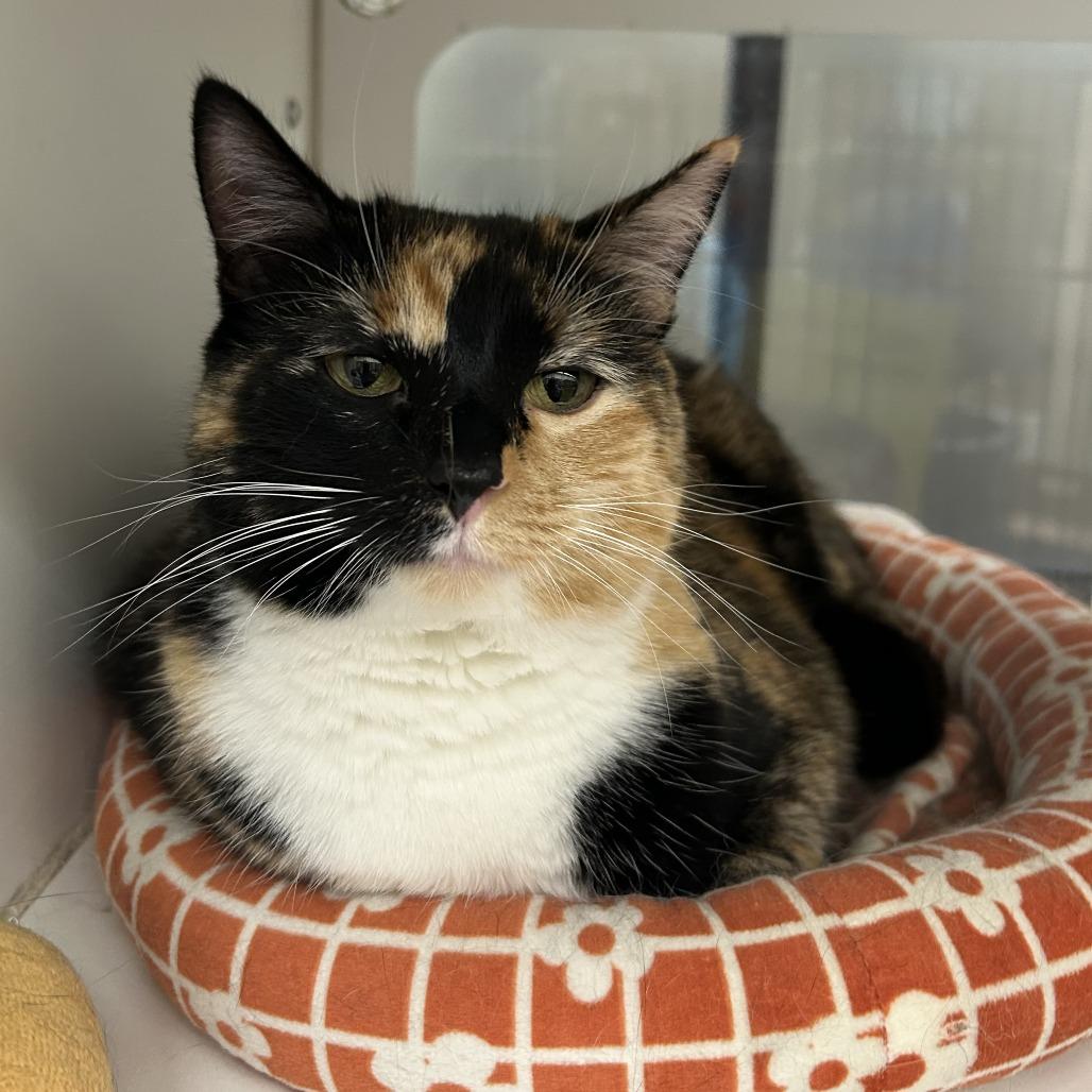 Clover, a Adoptable Domestic Short Hair in Cheyenne, WY image 2/4