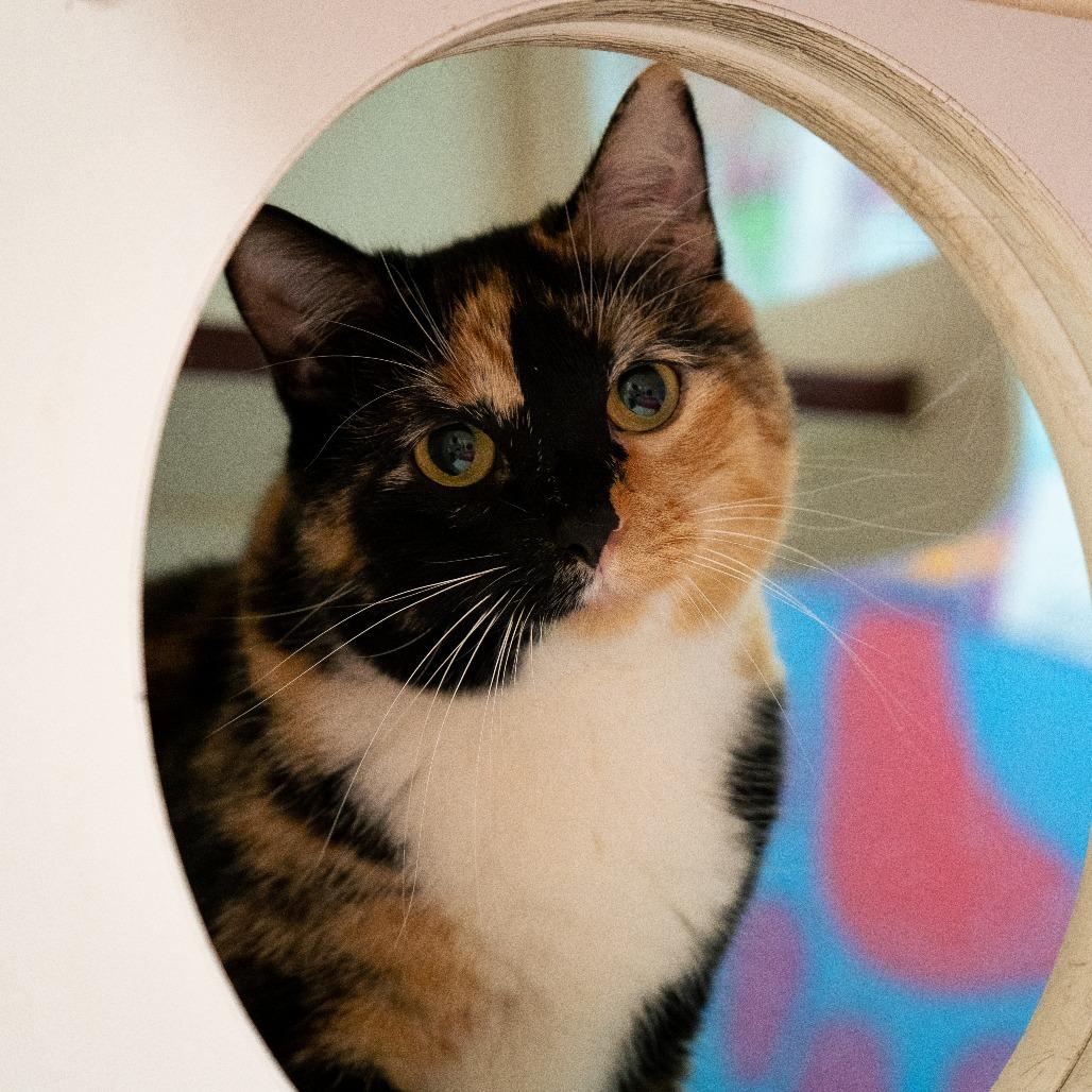 Clover, Adoptable, Adult Female Domestic Short Hair.